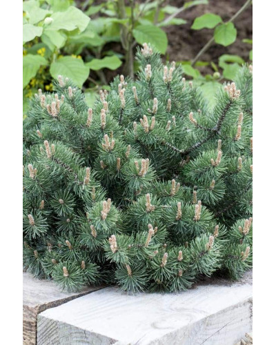 Сосна гiрська Хампi | Сосна горная Хампи | Pinus mugo Humpy
