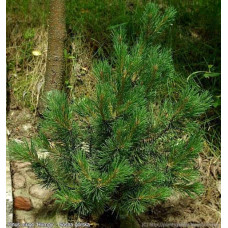 Сосна гiрська Хампi | Сосна горная Хампи | Pinus mugo Humpy