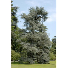Кедр ліванський Глаука | Cedrus libani Glauca | Кедр ливанский Глаука