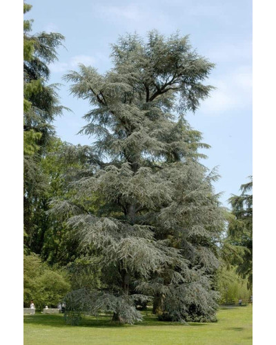Кедр ліванський Глаука | Cedrus libani Glauca | Кедр ливанский Глаука