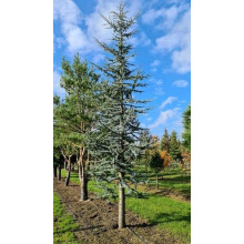 Кедр ліванський Глаука | Cedrus libani Glauca | Кедр ливанский Глаука