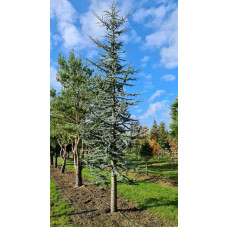 Кедр ліванський Глаука | Cedrus libani Glauca | Кедр ливанский Глаука