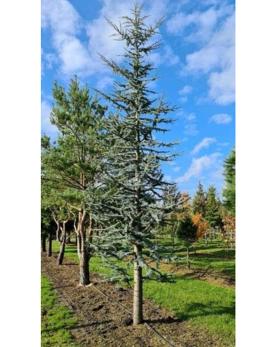 Кедр ліванський Глаука | Cedrus libani Glauca | Кедр ливанский Глаука