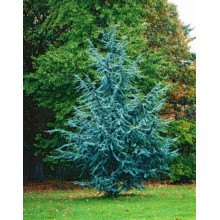 Кедр ліванський Глаука | Cedrus libani Glauca | Кедр ливанский Глаука