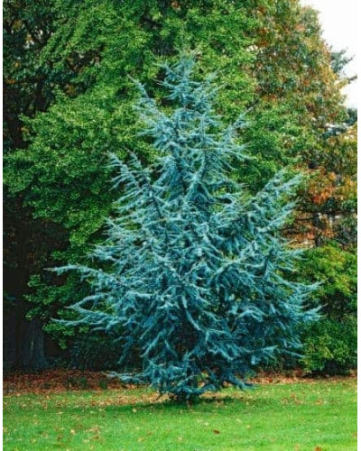 Кедр ліванський Глаука | Cedrus libani Glauca | Кедр ливанский Глаука