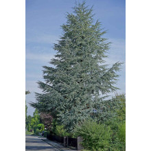 Кедр ліванський Глаука | Cedrus libani Glauca | Кедр ливанский Глаука