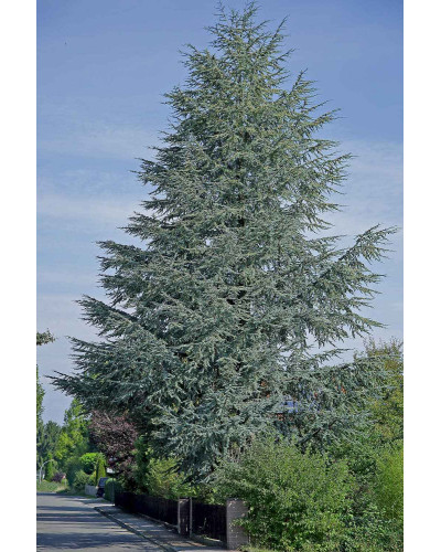 Кедр ліванський Глаука | Cedrus libani Glauca | Кедр ливанский Глаука