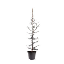 Кедр ліванський Глаука | Cedrus libani Glauca | Кедр ливанский Глаука