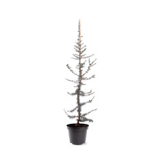 Кедр ліванський Глаука | Cedrus libani Glauca | Кедр ливанский Глаука