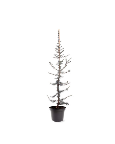 Кедр ліванський Глаука | Cedrus libani Glauca | Кедр ливанский Глаука
