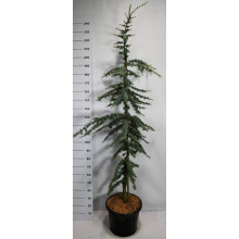 Кедр ліванський Глаука | Cedrus libani Glauca | Кедр ливанский Глаука