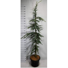 Кедр ліванський Глаука | Cedrus libani Glauca | Кедр ливанский Глаука