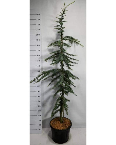 Кедр ліванський Глаука | Cedrus libani Glauca | Кедр ливанский Глаука
