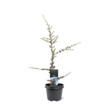 Кедр ліванський Глаука | Cedrus libani Glauca | Кедр ливанский Глаука
