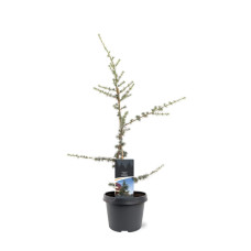 Кедр ліванський Глаука | Cedrus libani Glauca | Кедр ливанский Глаука