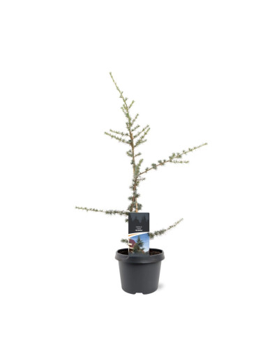Кедр ліванський Глаука | Cedrus libani Glauca | Кедр ливанский Глаука