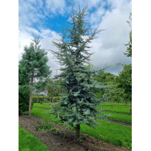 Кедр ліванський Глаука | Cedrus libani Glauca | Кедр ливанский Глаука