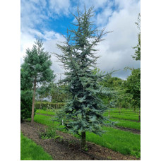 Кедр ліванський Глаука | Cedrus libani Glauca | Кедр ливанский Глаука