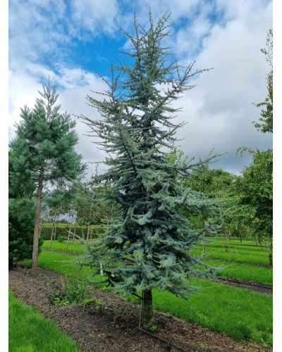 Кедр ліванський Глаука | Cedrus libani Glauca | Кедр ливанский Глаука