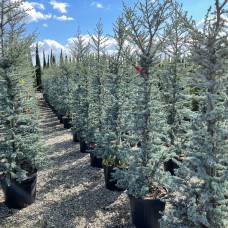 Кедр ліванський Глаука | Cedrus libani Glauca | Кедр ливанский Глаука