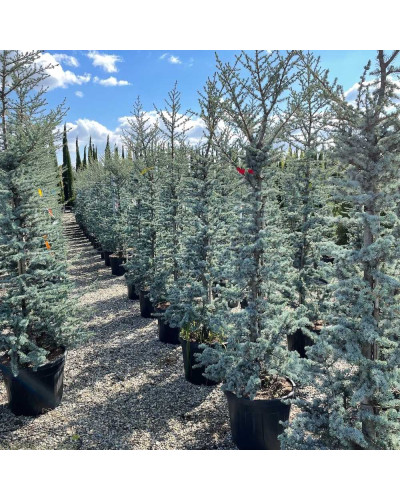 Кедр ліванський Глаука | Cedrus libani Glauca | Кедр ливанский Глаука
