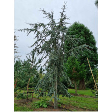 Кедр ліванський Глаука | Cedrus libani Glauca | Кедр ливанский Глаука