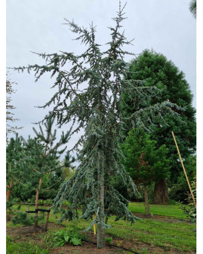 Кедр ліванський Глаука | Cedrus libani Glauca | Кедр ливанский Глаука