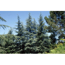 Кедр ліванський Глаука | Cedrus libani Glauca | Кедр ливанский Глаука