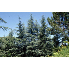 Кедр ліванський Глаука | Cedrus libani Glauca | Кедр ливанский Глаука