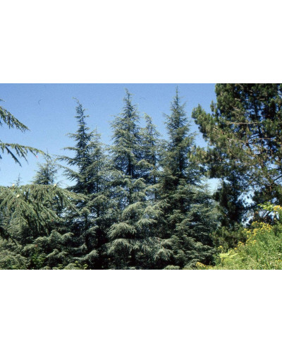Кедр ліванський Глаука | Cedrus libani Glauca | Кедр ливанский Глаука