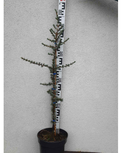 Кедр ліванський Глаука | Cedrus libani Glauca | Кедр ливанский Глаука