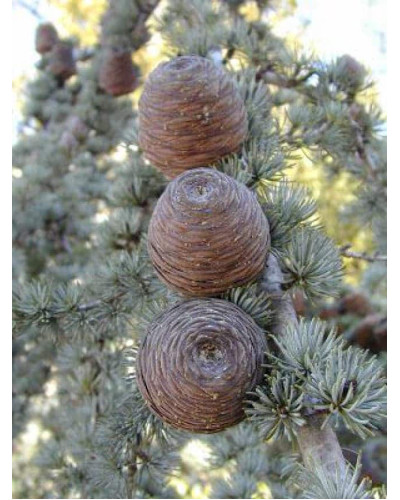 Кедр ліванський Глаука | Cedrus libani Glauca | Кедр ливанский Глаука