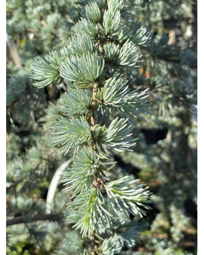 Кедр ліванський Глаука | Cedrus libani Glauca | Кедр ливанский Глаука