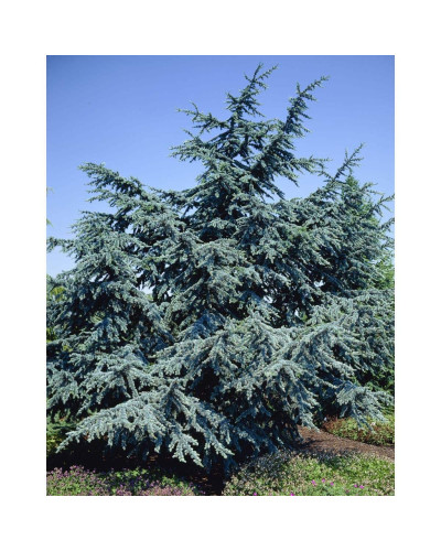 Кедр ліванський Глаука | Cedrus libani Glauca | Кедр ливанский Глаука