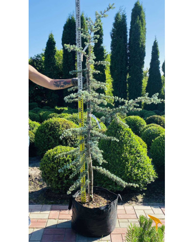 Кедр ліванський Глаука | Cedrus libani Glauca | Кедр ливанский Глаука