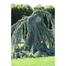 Кедр ліванський Глаука Пендула | Cedrus libani Glauca Pendula | Кедр ливанский Глаука Пендула