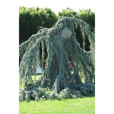 Кедр ліванський Глаука Пендула | Cedrus libani Glauca Pendula | Кедр ливанский Глаука Пендула