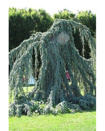 Кедр ліванський Глаука Пендула | Cedrus libani Glauca Pendula | Кедр ливанский Глаука Пендула