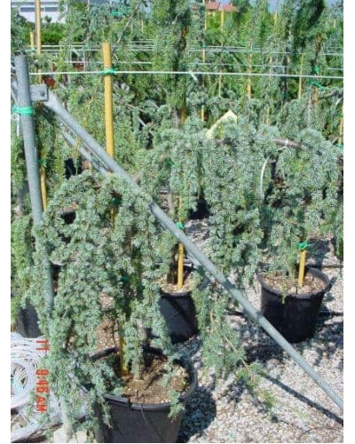 Кедр ліванський Глаука Пендула | Cedrus libani Glauca Pendula | Кедр ливанский Глаука Пендула