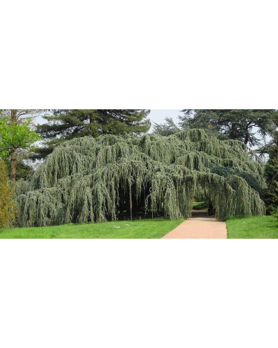 Кедр ліванський Глаука Пендула | Cedrus libani Glauca Pendula | Кедр ливанский Глаука Пендула