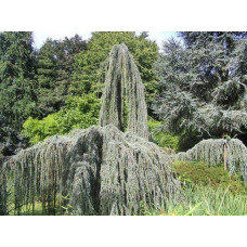 Кедр ліванський Глаука Пендула | Cedrus libani Glauca Pendula | Кедр ливанский Глаука Пендула