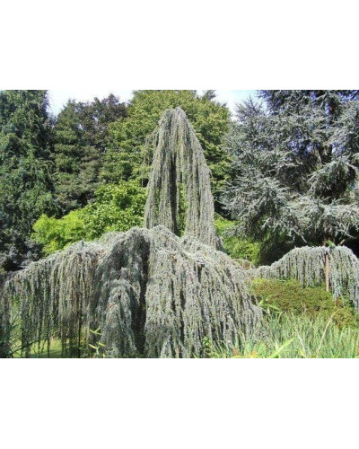 Кедр ліванський Глаука Пендула | Cedrus libani Glauca Pendula | Кедр ливанский Глаука Пендула