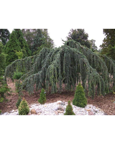 Кедр ліванський Глаука Пендула | Cedrus libani Glauca Pendula | Кедр ливанский Глаука Пендула