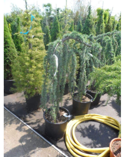 Кедр ліванський Глаука Пендула | Cedrus libani Glauca Pendula | Кедр ливанский Глаука Пендула