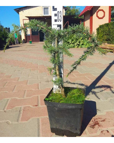 Кедр ліванський Глаука Пендула | Cedrus libani Glauca Pendula | Кедр ливанский Глаука Пендула