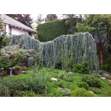 Кедр ліванський Глаука Пендула | Cedrus libani Glauca Pendula | Кедр ливанский Глаука Пендула