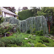 Кедр ліванський Глаука Пендула | Cedrus libani Glauca Pendula | Кедр ливанский Глаука Пендула