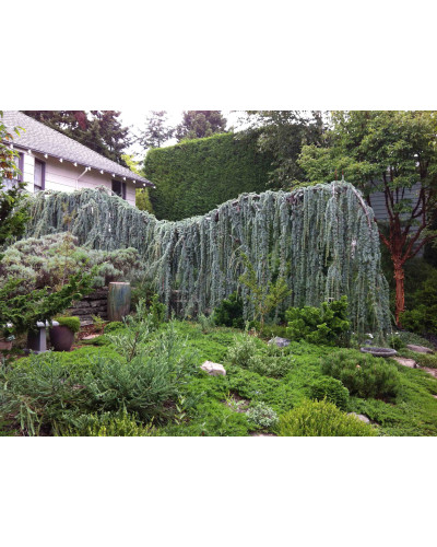 Кедр ліванський Глаука Пендула | Cedrus libani Glauca Pendula | Кедр ливанский Глаука Пендула