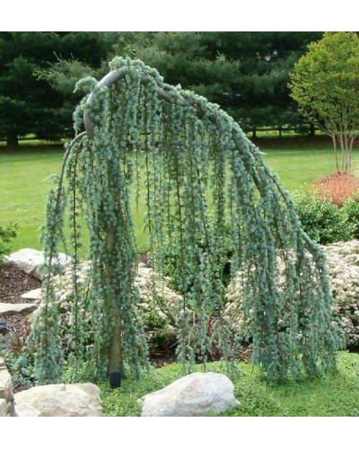 Кедр ліванський Глаука Пендула | Cedrus libani Glauca Pendula | Кедр ливанский Глаука Пендула