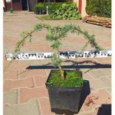 Кедр ліванський Глаука Пендула | Cedrus libani Glauca Pendula | Кедр ливанский Глаука Пендула